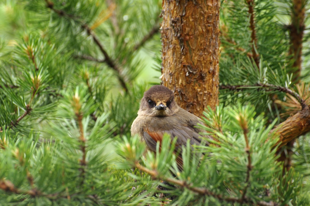 Кукша